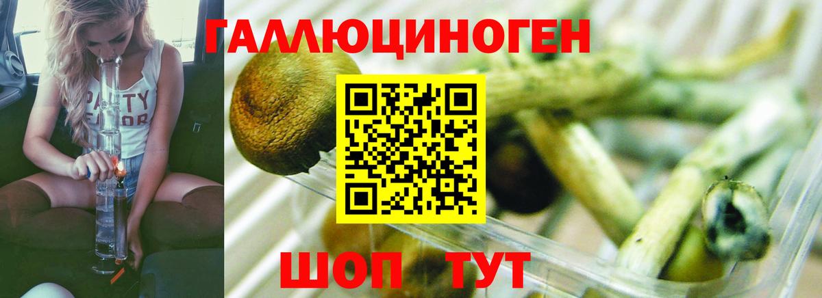 Галлюциногенные грибы прущие грибы  Вход с VPN  Галлюциногенные грибы Psilocybine cubensis  Майкоп 